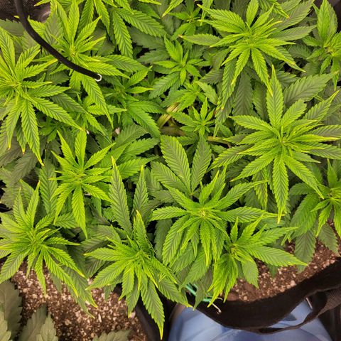 White Widow growlog timeline photo