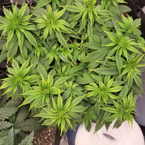 White Widow growlog timeline photo