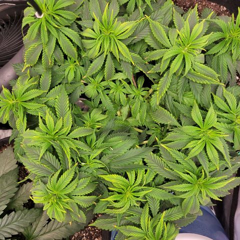 White Widow growlog timeline photo