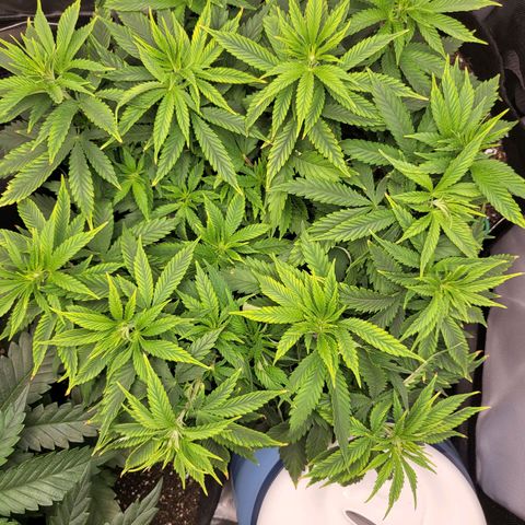 White Widow growlog timeline photo