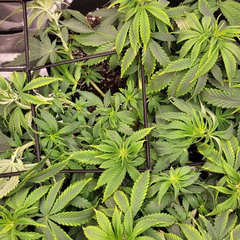White Widow growlog timeline photo
