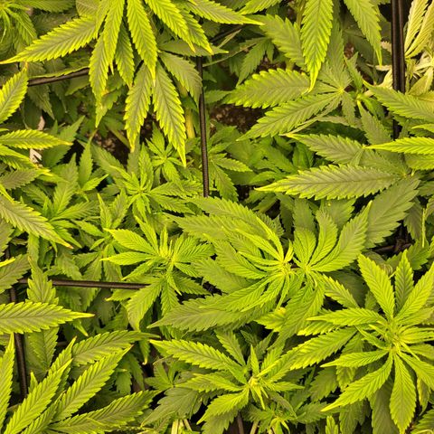 White Widow growlog timeline photo