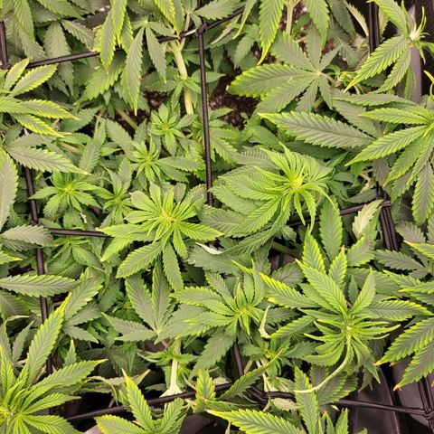 White Widow growlog timeline photo