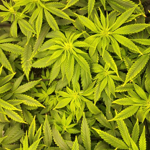 White Widow growlog timeline photo