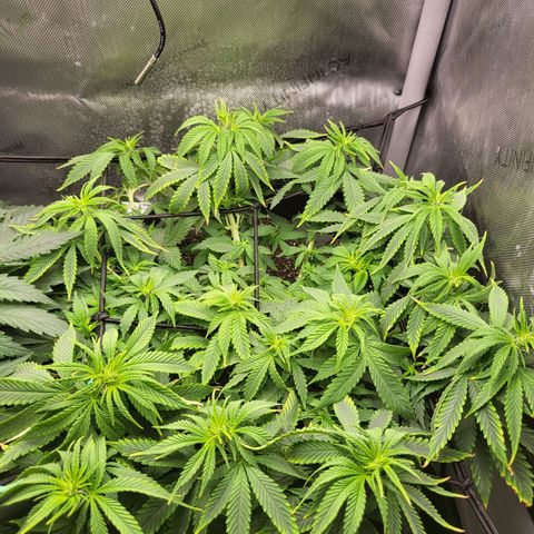 White Widow growlog timeline photo
