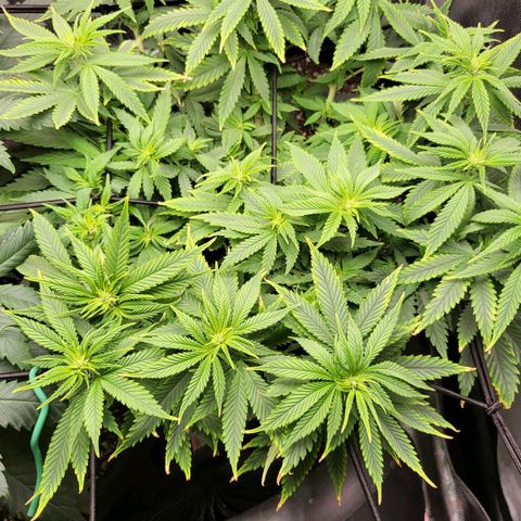 White Widow growlog timeline photo