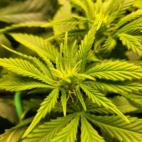 White Widow growlog timeline photo