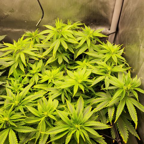 White Widow growlog timeline photo