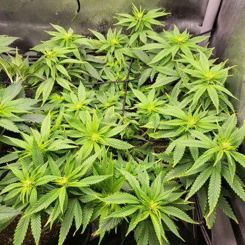 White Widow growlog timeline photo