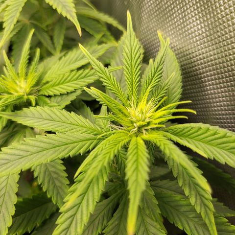 White Widow growlog timeline photo