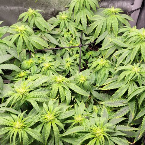 White Widow growlog timeline photo