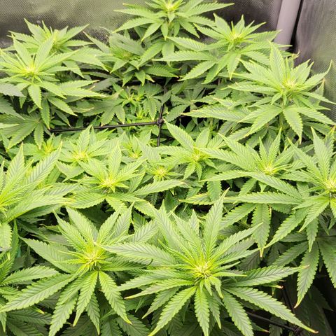 White Widow growlog timeline photo