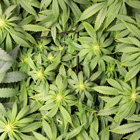 White Widow growlog timeline photo