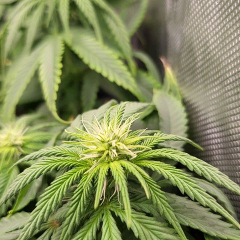 White Widow growlog timeline photo