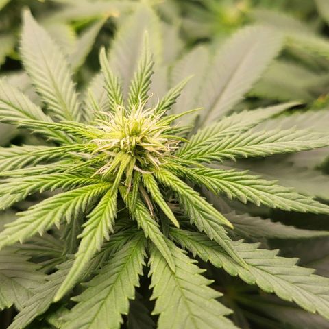 White Widow growlog timeline photo