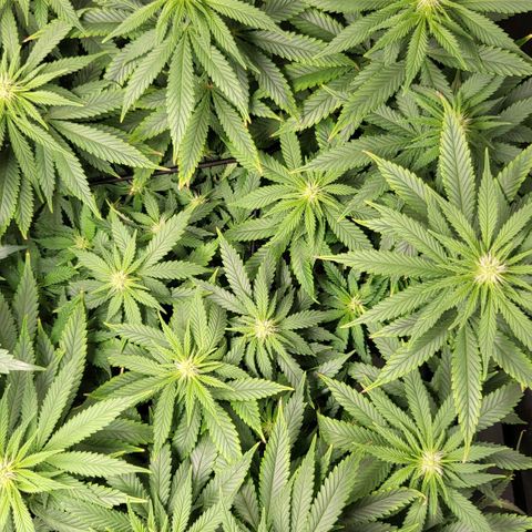 White Widow growlog timeline photo