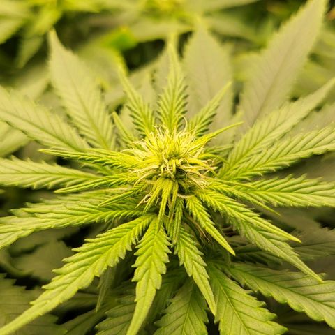 White Widow growlog timeline photo