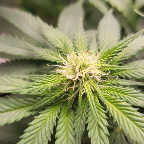 White Widow growlog timeline photo