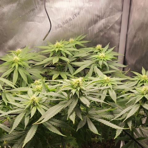 White Widow growlog timeline photo