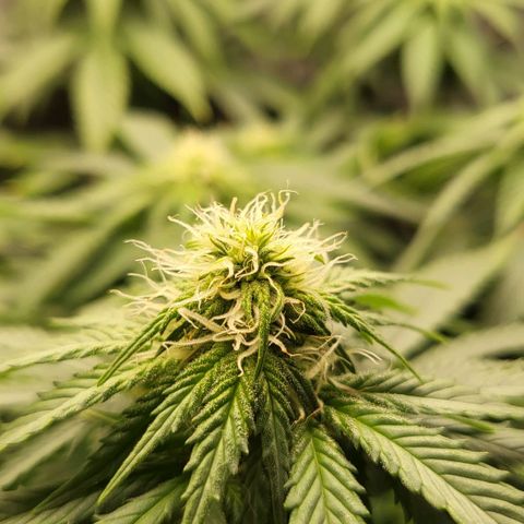 White Widow growlog timeline photo