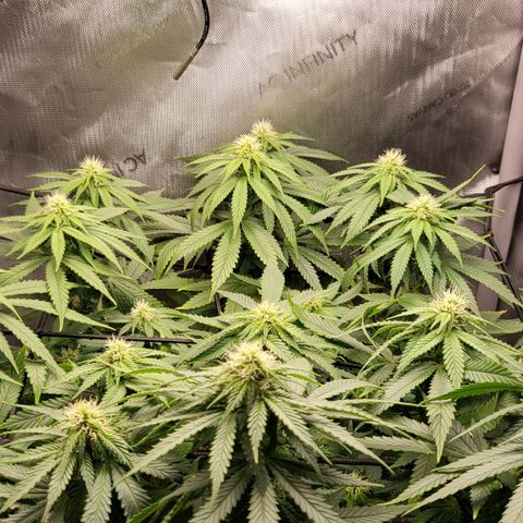 White Widow growlog timeline photo