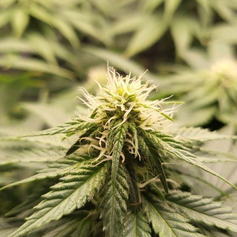 White Widow growlog timeline photo