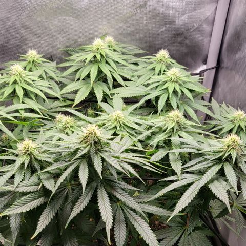 White Widow growlog timeline photo
