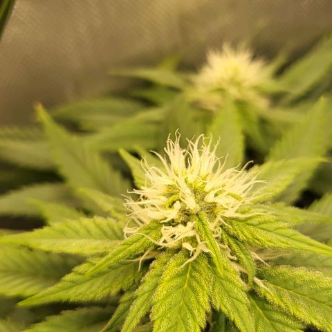 White Widow growlog timeline photo