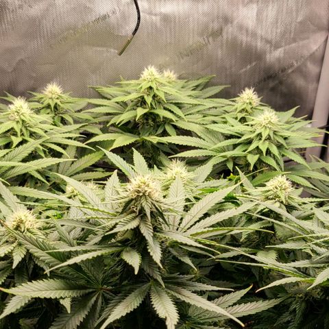 White Widow growlog timeline photo