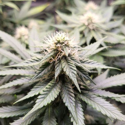 White Widow growlog timeline photo