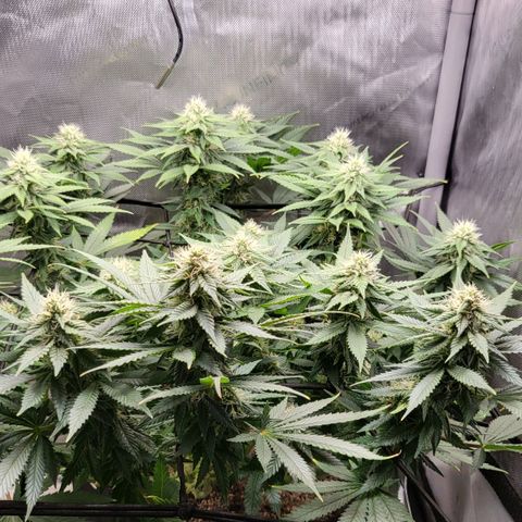 White Widow growlog timeline photo
