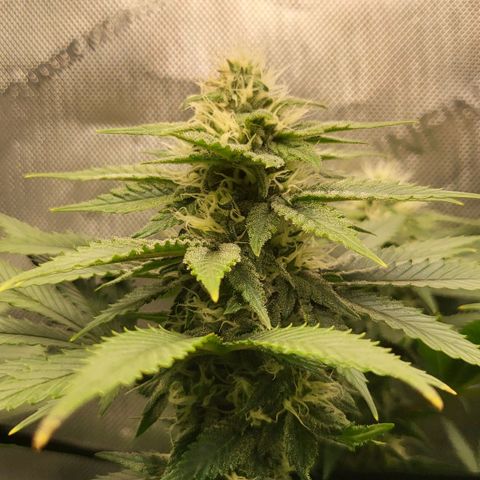 White Widow growlog timeline photo