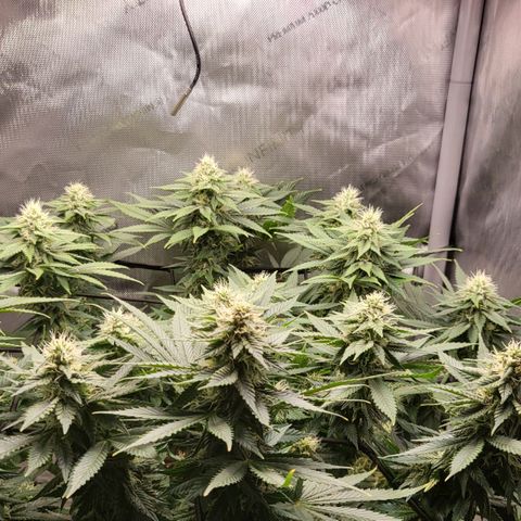 White Widow growlog timeline photo