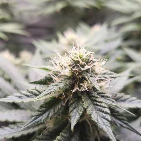 White Widow growlog timeline photo
