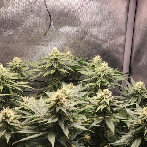 White Widow growlog timeline photo