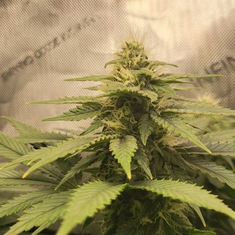 White Widow growlog timeline photo