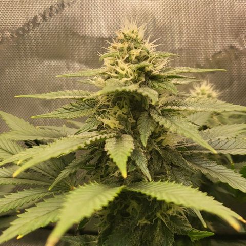 White Widow growlog timeline photo