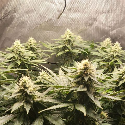 White Widow growlog timeline photo
