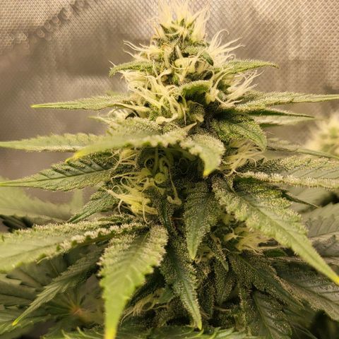 White Widow growlog timeline photo