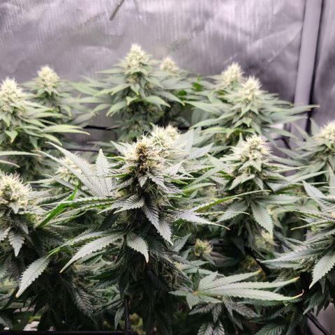 White Widow growlog timeline photo
