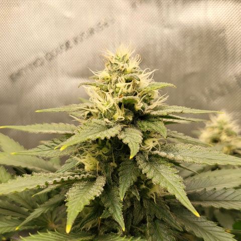 White Widow growlog timeline photo