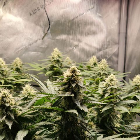 White Widow growlog timeline photo