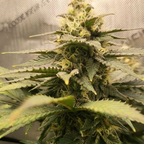 White Widow growlog timeline photo