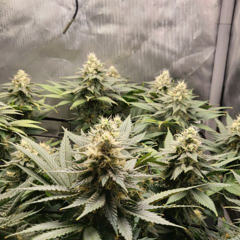 White Widow growlog timeline photo