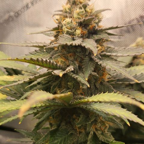 White Widow growlog timeline photo