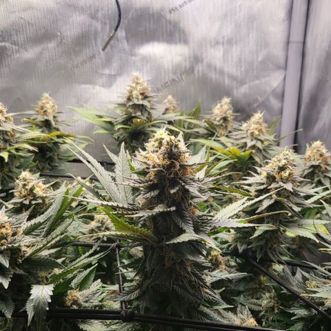 White Widow growlog timeline photo