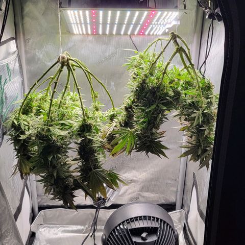 White Widow growlog timeline photo