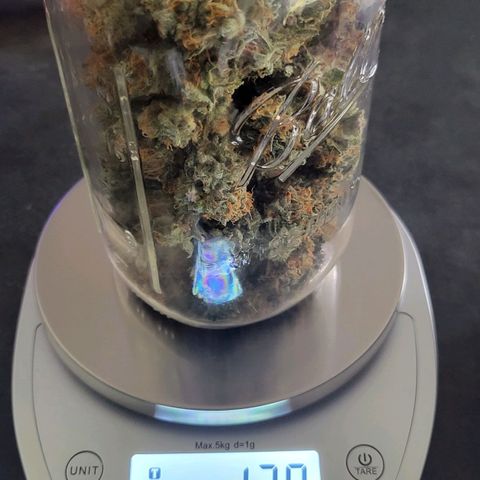 White Widow growlog timeline photo