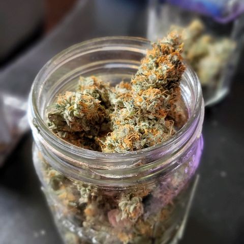 White Widow growlog timeline photo