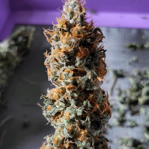 White Widow growlog timeline photo